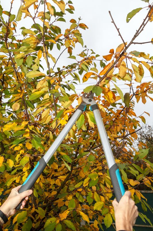 Apple Tree Pruning in Pottstown, PA