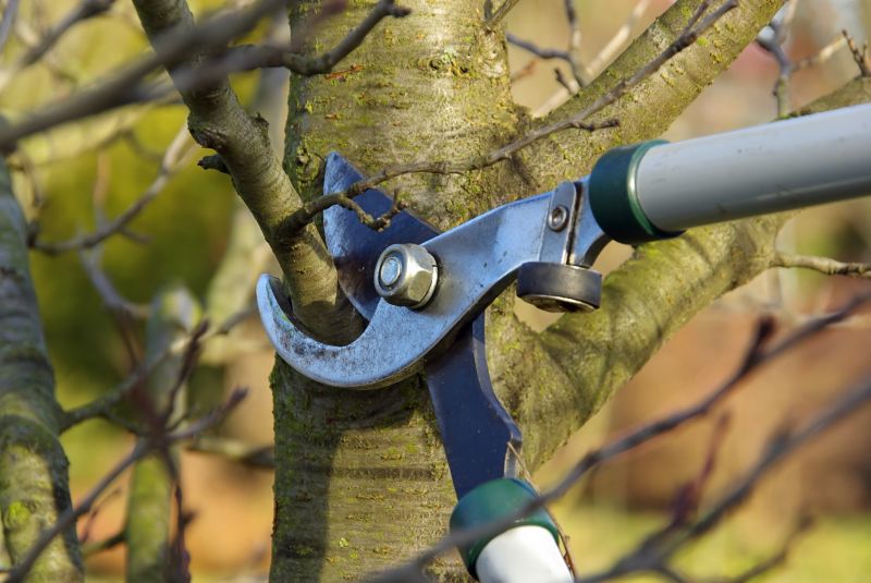Apple Tree Pruning in Pottstown, PA