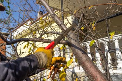 Birch Tree Pruning in Allentown, PA