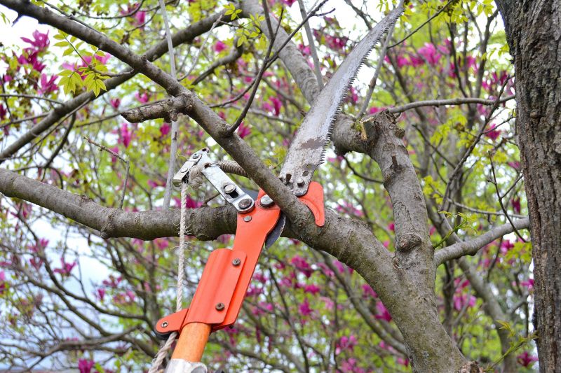 Canopy Pruning in Doylestown, PA