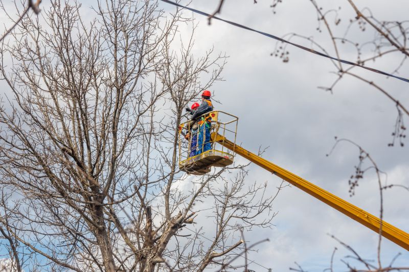 Commercial Tree Trimming in Littleton, CO