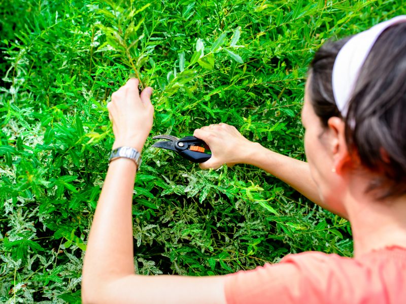 Cost of Bush Trimming — Cost of Bush Trimming