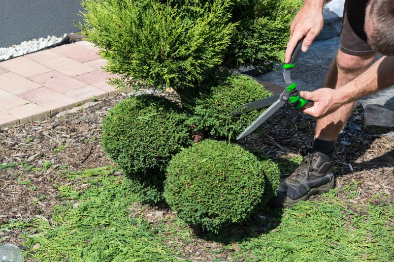 Landscape Pruning Service in Ventura County, CA