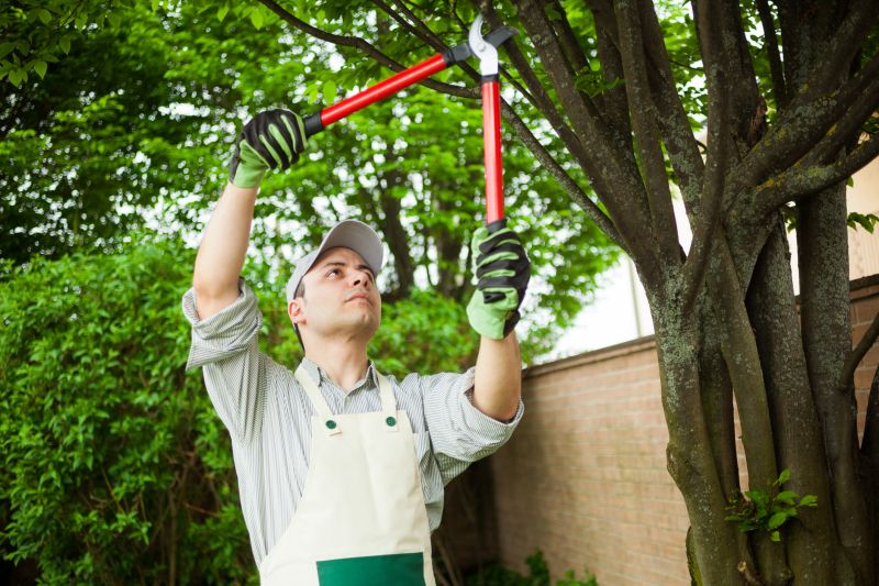 Limbs Trimming in San Jose, CA