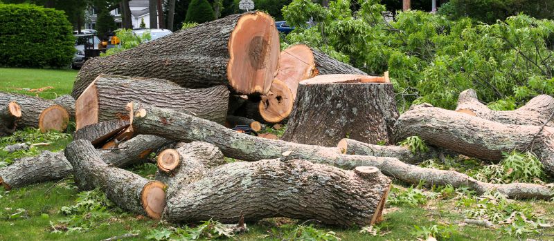 Mimosa Tree Removal in San Jose, CA