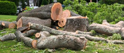 Mimosa Tree Removal in Allentown, PA