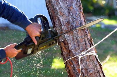 Residential Tree Service in Reno, NV