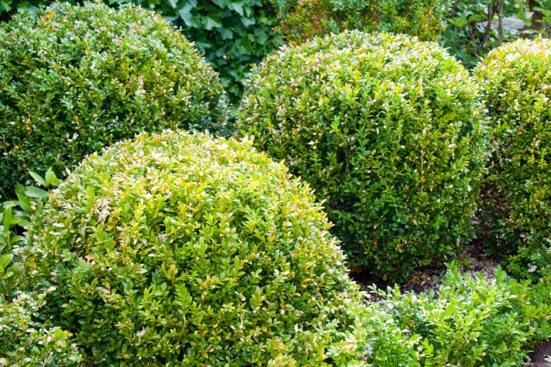Healthy, Well-Trained Shrubs