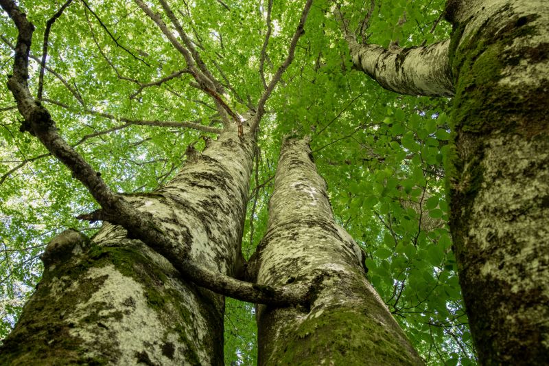 Tree Crown Shaping in San Jose, CA