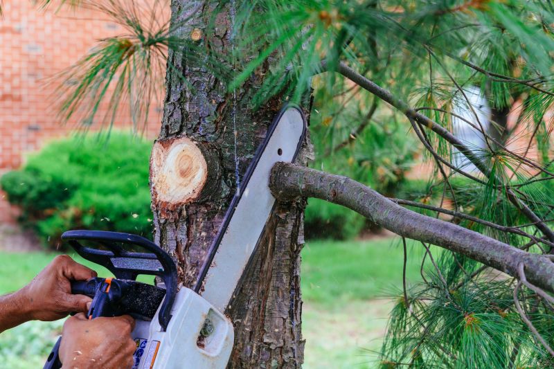 Tree Limbs Removal in Allentown, PA