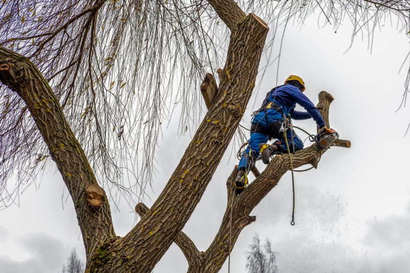 Tree Maintenance Service in Reno, NV
