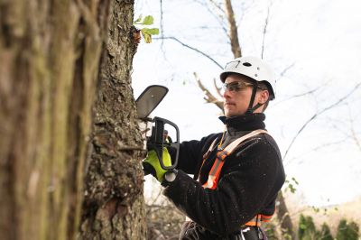 Tree Trimming Experts